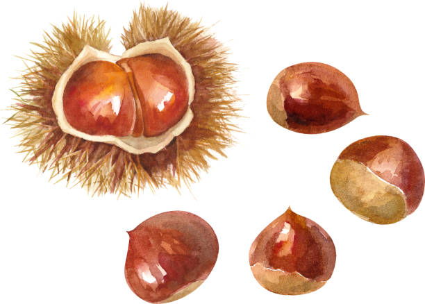 ilustrações de stock, clip art, desenhos animados e ícones de autumn ingredients, chestnut,thorns watercolor illustration - chestnut