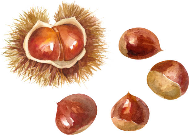 Autumn ingredients, chestnut,Thorns watercolor illustration Autumn ingredients, chestnut,Thorns watercolor illustration chestnuts stock illustrations