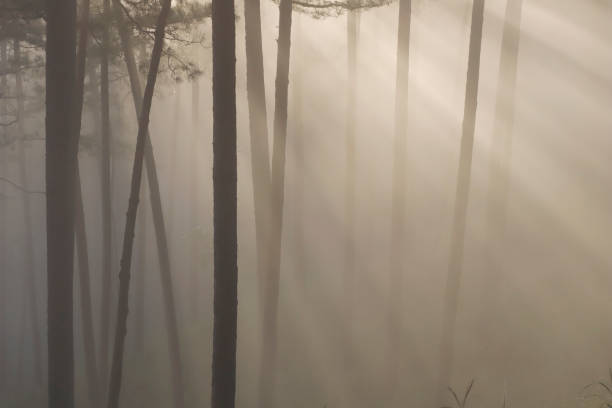 istock Pine forest in morning mist and sunlight 1184568828