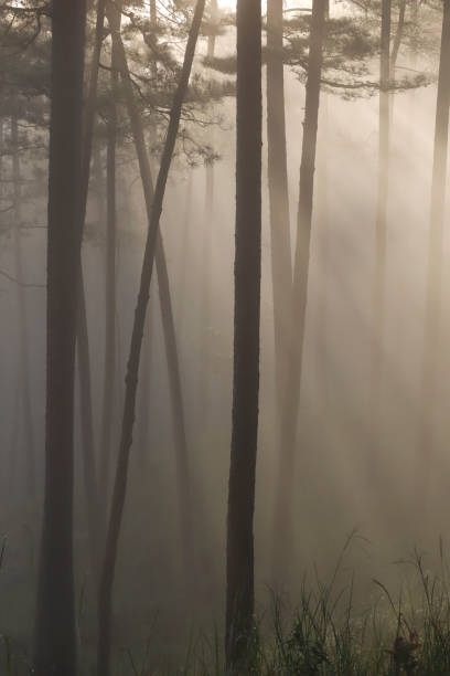 istock Pine forest in morning mist and sunlight 1184568949