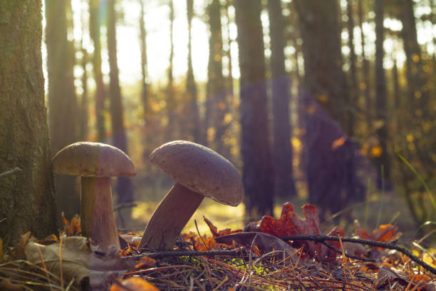 istock two porcini mushrooms in sun rays 1184571510