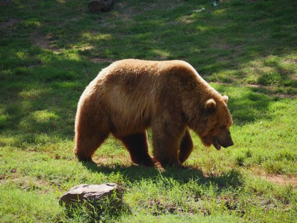 istock Grizzly bear walking in grassy area 1184575688