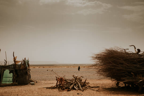 Sahara desert view, and berber shepherd with animals in the background.
