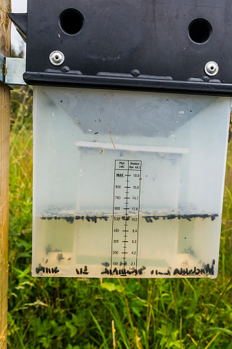 Group Ips typographus caught from the environment - pheromone trap.