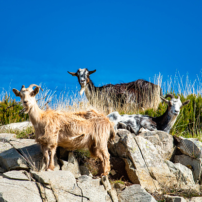 instant portrait of goats in freedom in Corsica