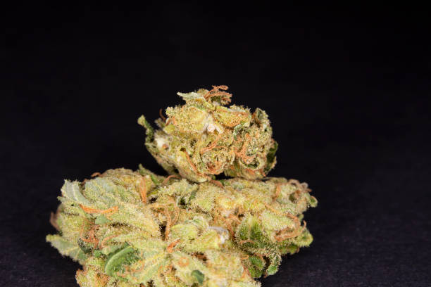 istock Cannabis bud on black background. Macro Marijuana 1184580506