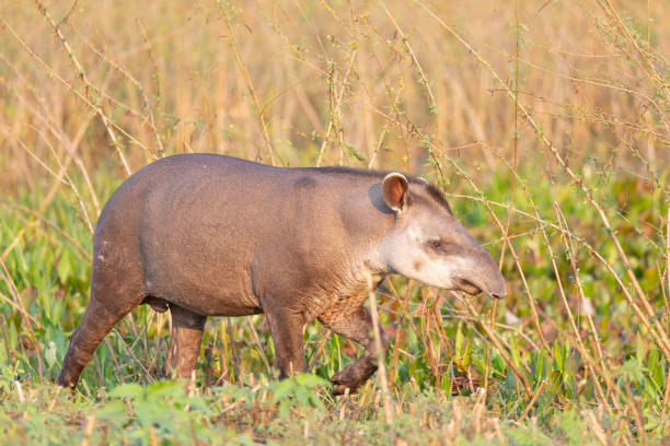 Tapir, lowland tapir, Tapirus terrestris A wild Brasilian tapir walking through the wetlands of the Pantanal, Brasil tapirus terrestris stock pictures, royalty-free photos & images