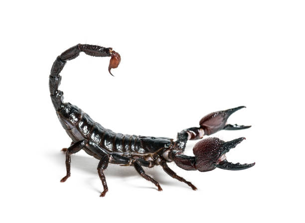 istock Emperor scorpion, Pandinus imperator, in front of white background 1184581179