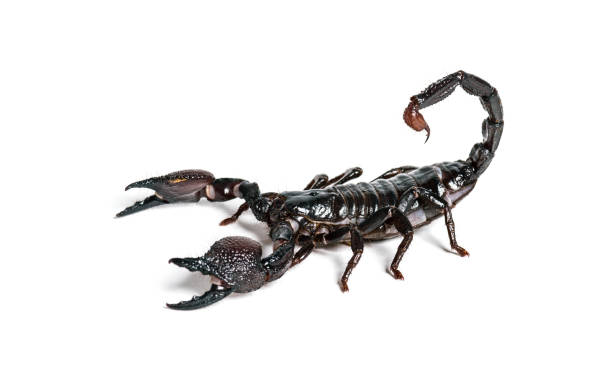 istock Emperor scorpion, Pandinus imperator, in front of white background 1184581199