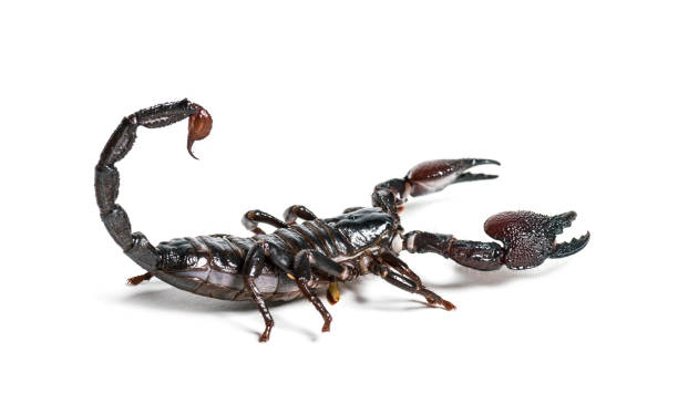 istock Emperor scorpion, Pandinus imperator, in front of white background 1184581227