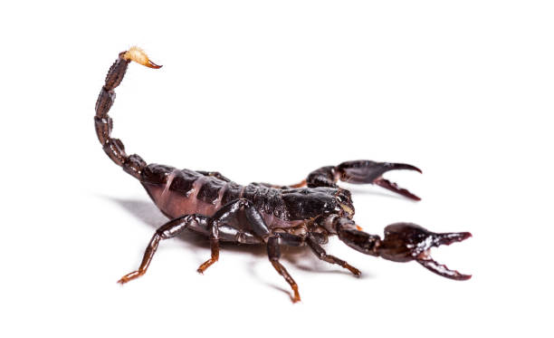 istock Scorpion, Pandinus dictator, in front of white background 1184581228