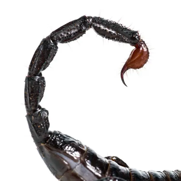 Photo of Close up of the tail and stinger of Pandinus imperator, in front of white background