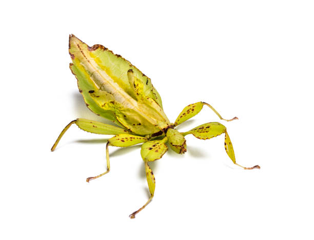 istock Leaf insect, Phyllium giganteum, in front of white background 1184581276