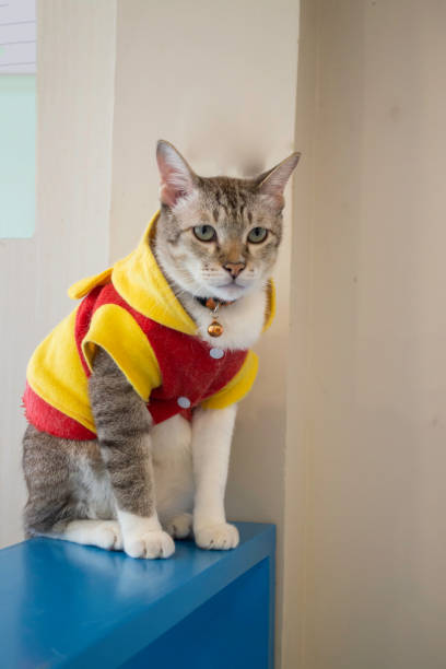 istock Domestic cat chilled in coffee shop 1184581363
