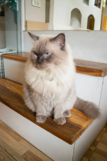istock Domestic cat chilled in coffee shop 1184581386
