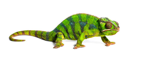 istock Panther chameleon, Furcifer pardalis, in front of white background 1184581401