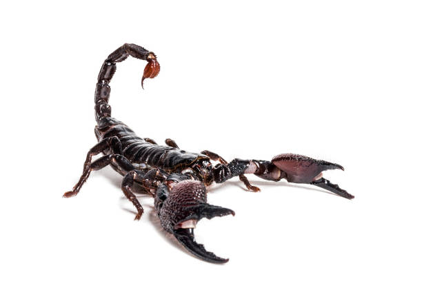 istock Emperor scorpion, Pandinus imperator, in front of white background 1184581408