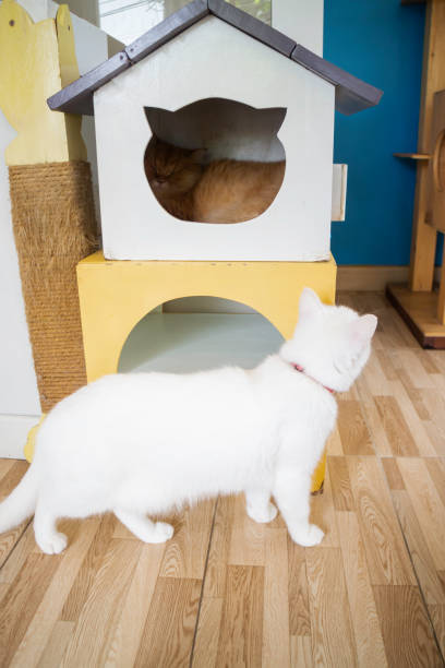 istock Domestic cat chilled in coffee shop 1184581410