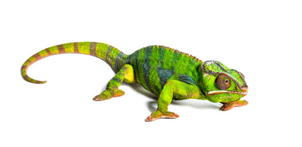 istock Panther chameleon, Furcifer pardalis, in front of white background 1184581422