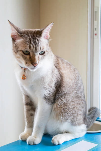 istock Domestic cat chilled in coffee shop 1184581425