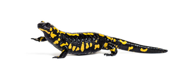istock Fire salamander, Salamandra salamandra, in front of white background 1184581432