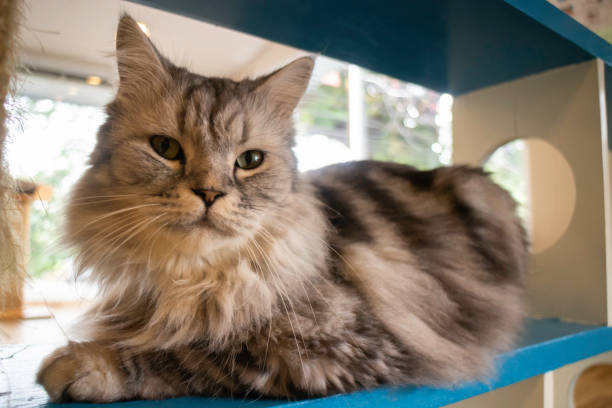 istock Domestic cat chilled in coffee shop 1184581433