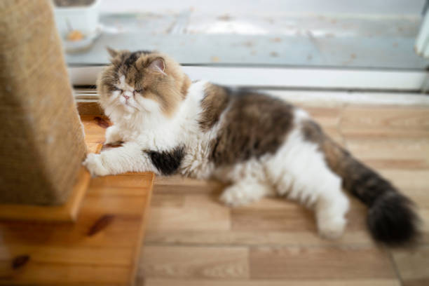 istock Domestic cat chilled in coffee shop 1184581434