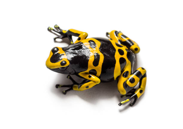 Yellow-banded poison dart frog, Dendrobates leucomelas, in front of white background Yellow-banded poison dart frog, Dendrobates leucomelas, in front of white background dendrobatidae stock pictures, royalty-free photos & images