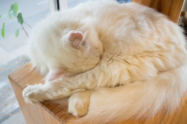 домашняя кошка охлажденная в кафе - pampered pets animal domestic cat persian cat стоковые фото и изображения