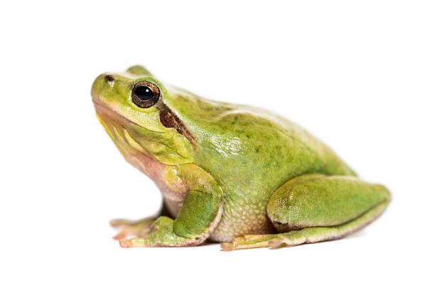 istock Mediterranean tree frog or stripeless tree frog, Hyla meridionalis, in front of white background 1184581480