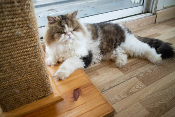istock Domestic cat chilled in coffee shop 1184581481