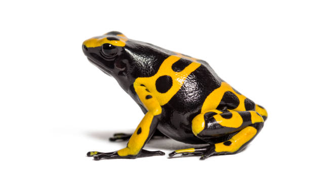 Yellow-banded poison dart frog, Dendrobates leucomelas, in front of white background Yellow-banded poison dart frog, Dendrobates leucomelas, in front of white background dendrobatidae stock pictures, royalty-free photos & images