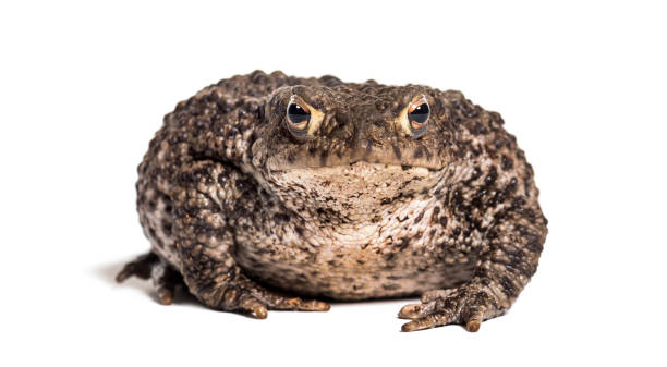 rospo comune, rospo europeo, o semplicemente il rospo, bufo bufo, di fronte a sfondo bianco - common toad foto e immagini stock