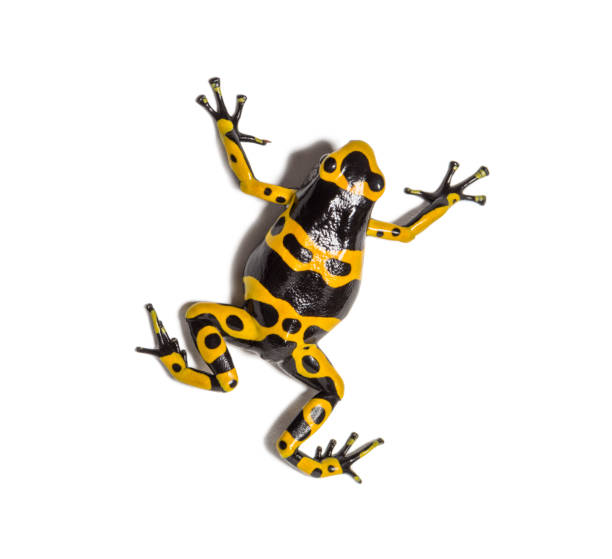 Top view of a Yellow-banded poison dart frog, Dendrobates leucomelas, Isolated Top view of a Yellow-banded poison dart frog, Dendrobates leucomelas, Isolated dendrobatidae stock pictures, royalty-free photos & images