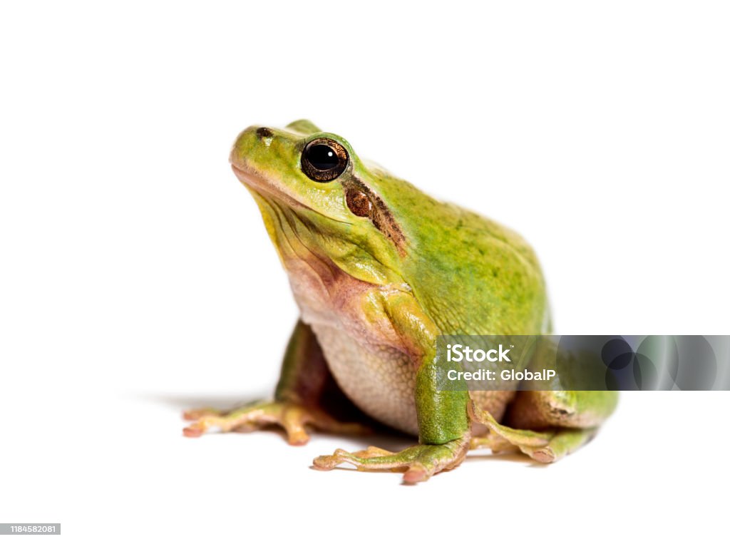 Mediterraner Baumfrosch oder streifenloser Baumfrosch, Hyla meridionalis, vor weißem Hintergrund - Lizenzfrei Frosch Stock-Foto