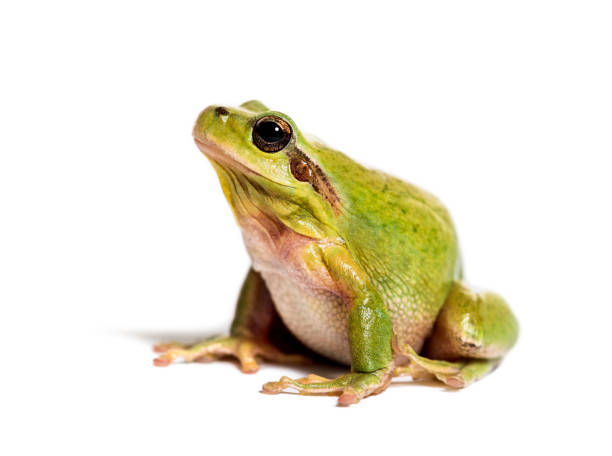 지중해 나무 개구리 또는 줄무늬 나무 개구리, hyla 자오선리스, 흰색 배경 앞에서 - 개구리 뉴스 사진 이미지