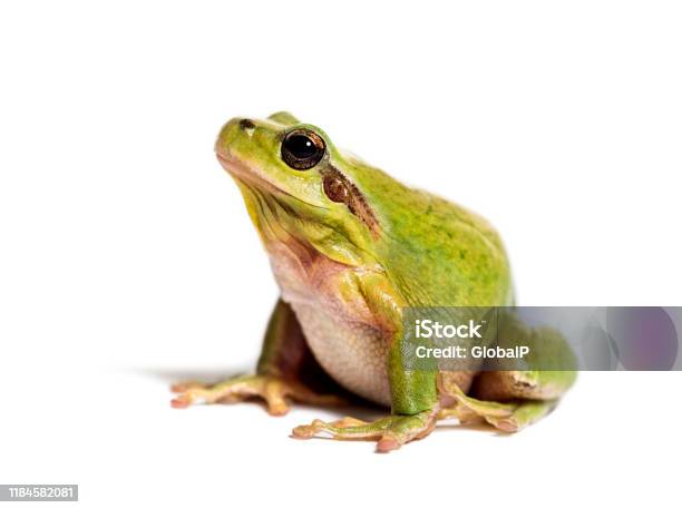 Mediterranean Tree Frog Or Stripeless Tree Frog Hyla Meridionalis In Front Of White Background Stock Photo - Download Image Now
