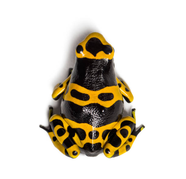 Top view of a Yellow-banded poison dart frog, Dendrobates leucomelas, Isolated Top view of a Yellow-banded poison dart frog, Dendrobates leucomelas, Isolated dendrobatidae stock pictures, royalty-free photos & images