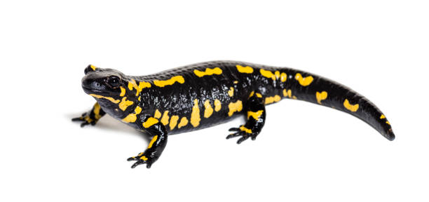 istock Fire salamander, Salamandra salamandra, in front of white background 1184582099
