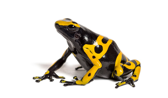 Yellow-banded poison dart frog, Dendrobates leucomelas, in front of white background