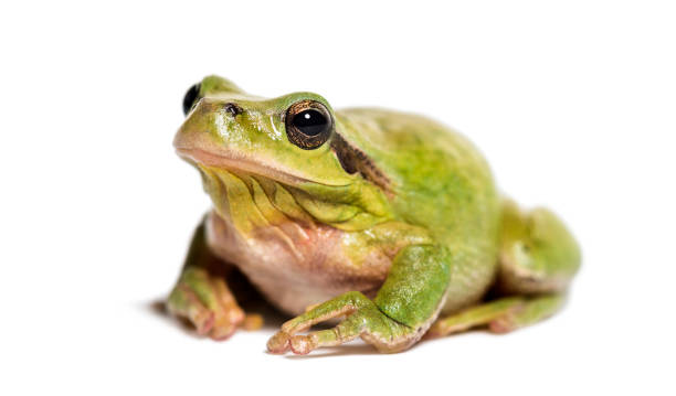 istock Mediterranean tree frog or stripeless tree frog, Hyla meridionalis, in front of white background 1184582174
