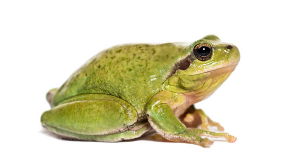 istock Mediterranean tree frog or stripeless tree frog, Hyla meridionalis, in front of white background 1184582190