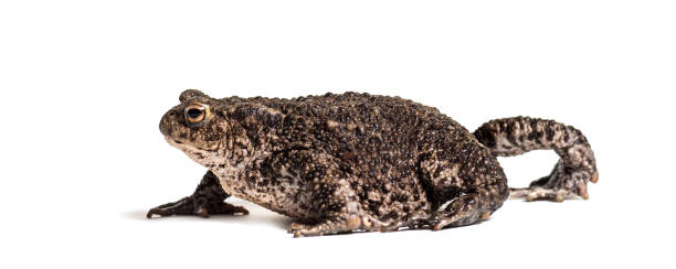 istock Common toad, European toad, or simply the toad, Bufo bufo, in front of white background 1184582195