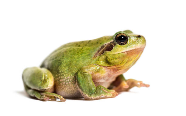 istock Mediterranean tree frog or stripeless tree frog, Hyla meridionalis, in front of white background 1184582200