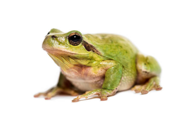 istock Mediterranean tree frog or stripeless tree frog, Hyla meridionalis, in front of white background 1184582210