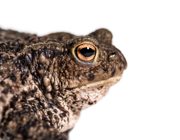 istock Common toad, European toad, or simply the toad, Bufo bufo, in front of white background 1184582240