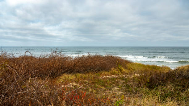 istock Winter sea grass  and beach path to the sea 1184582431
