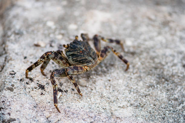 istock Swift-footed Rock Crab in a rock crevice 1184582603