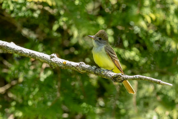 istock Great crested flycatcher in the spring near the nest 1184582813