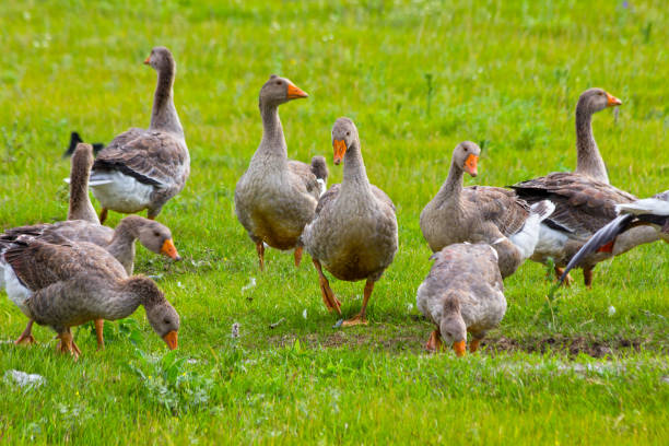 Domestic geese on the green grass